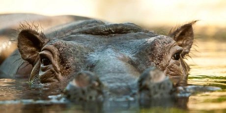 Flusspferd im Zoo Berlin