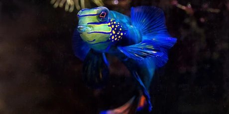 Aquarium Berlin