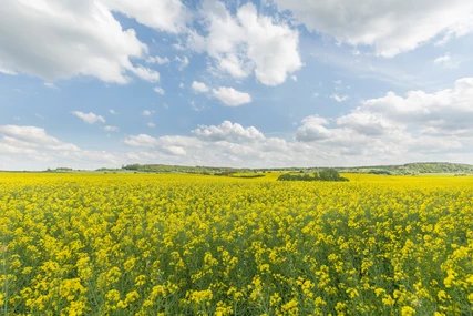 Rapsfeld bei Brodowin in Brandenburg