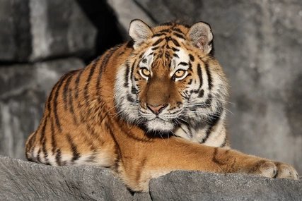 Amurtiger Tierpark Berlin