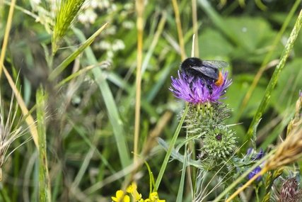 Biodiversität, Pflanzen, Insekten