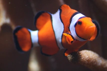 Clownfisch im Aquarium Berlin