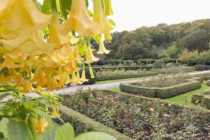 Frühling: Blumenpracht im Volkspark Humboldthain in Berlin