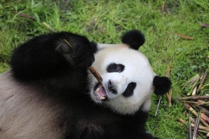 Pandas at Berlin Zoo: Germany´s only pandas Meng Meng & Jiao Qing can be found in Berlin.