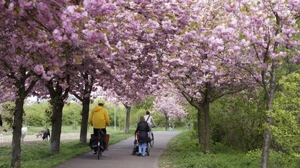Kirschblüten