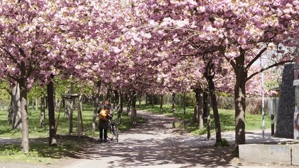Kirschblüten