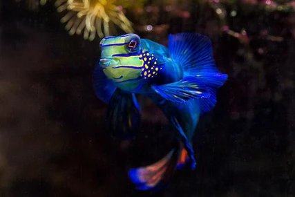Mandarinleierfisch Aquarium Berlin