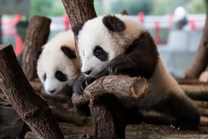 Panda Zwillinge 