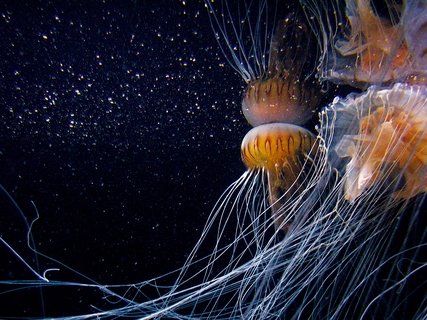 Schirmquallen_Aquarium Berlin
