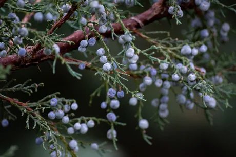 Fit durch den Winter - mit Kräuterkraft