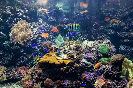 Aquarium Berlin