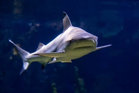 Aquarium Berlin