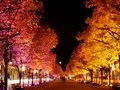 Festival of Lights