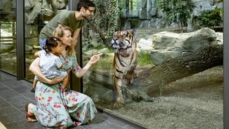 Sumatra-Tiger im Regenwaldhaus Tierpark Berlin