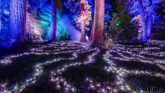 Christmas Garden 