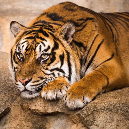 Sumatra-Tiger im Tierpark Berlin