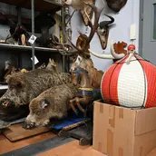 Sophie Kovel, Prop Department (Taxidermy), Studio Babelsberg AG, 2026