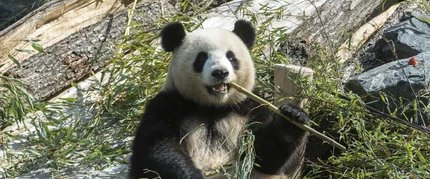 Panda bear Zoo Berlin