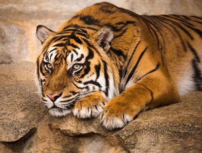 Sumatra-Tiger im Tierpark Berlin