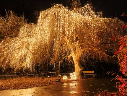 Christmas Garden 