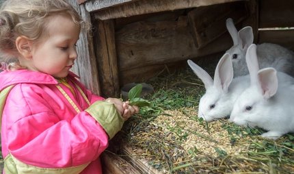 Mädchen füttert Hasen