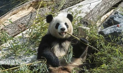 Panda allo zoo di Berlino